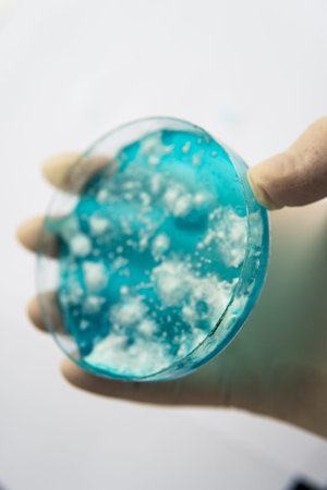 Fungal mycelium petri dish. Laboratory accessories. Mycology Growing in a Petri dishes. White...
