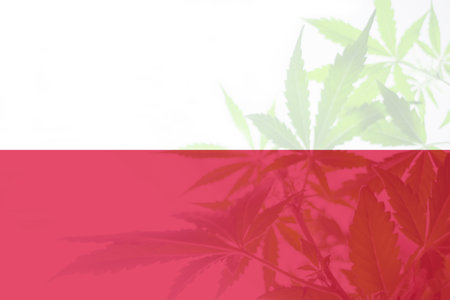 Cannabis legalization in the Poland. leaf of cannabis marijuana on the flag of Poland. Weed Decriminalization in Poland. Medical cannabis in the Poland.の写真素材