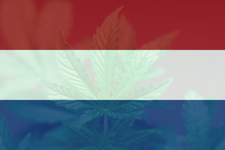 leaf of cannabis marijuana on the flag of Netherlands. Cannabis legalization in the Netherlands. Weed Decriminalization in Netherlands. Medical cannabis in the Netherlands.の写真素材