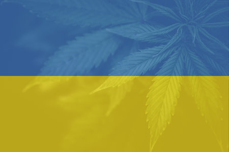 Weed Decriminalization in Ukraine. Medical cannabis in the Ukraine. leaf of cannabis marijuana on the flag of Ukraine. Cannabis legalization in the Ukraine.の写真素材