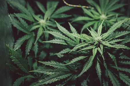 Nature pot herb. Cannabis plant. Hemp cultivation. Green background. Grow sativa flowering. Weed cultivation. Marijuana medicine leaf.の写真素材