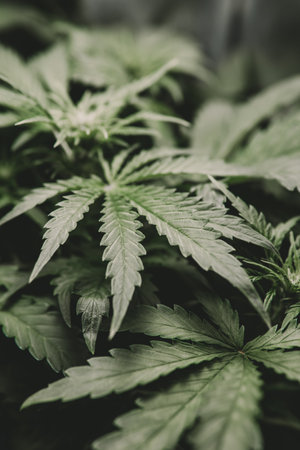 THC tetrahydrocannabinol and marijuana. formula cannabis. Cannabis legalization medical pot. Weed Decriminalization.の写真素材