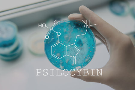 psilocybin psychedelic formula. Legalization Medical. Psychoactive natural drug. Recreational use of psilocybin mushrooms. Medical psilocybin on the health of Mental health.の写真素材