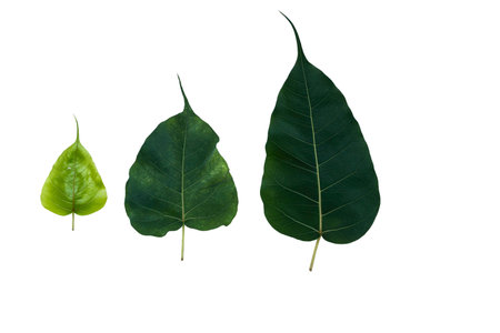 Green leaf, tripple Pho leaf isolated on white background (The evolution of pho leaf,The growth of pho leaf)の写真素材