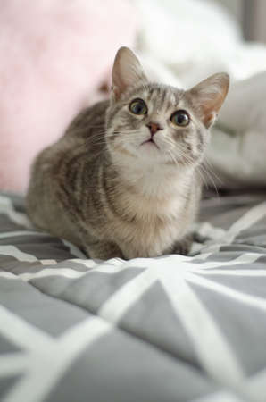 Portrait of baby kitten looking in different directions and in morning lightの写真素材