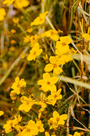 Group of yellow mountain flowers in cold weatherの写真素材