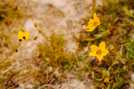 Group of yellow mountain flowers in cold weatherの写真素材
