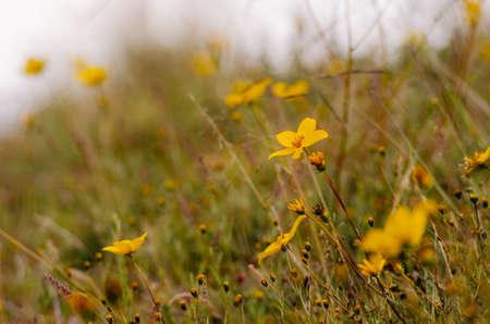 Group of yellow mountain flowers in cold weatherの写真素材