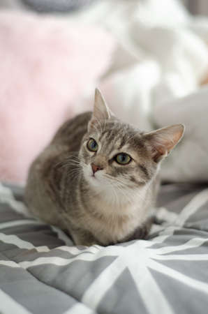 Portrait of baby kitten looking in different directions and in morning lightの写真素材