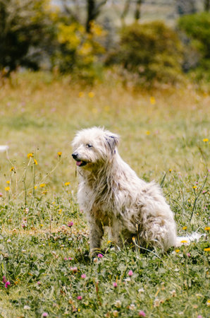 portrait of white dog with long hairの写真素材
