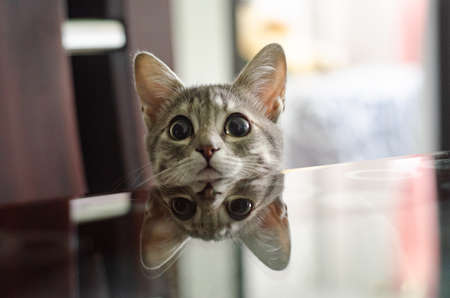 Baby cat playing with reflections from the dining room. large eyesの写真素材
