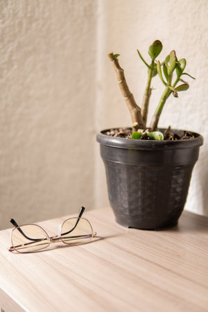 Glasses on a wooden table with succulent plant in a potの写真素材
