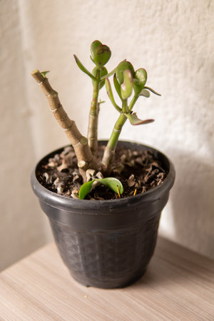 Small succulent plant in a pot on a wooden shelf against a white wallの写真素材