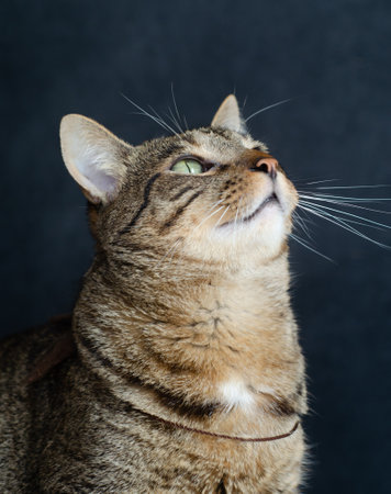 Portrait of a tabby cat on a dark background closeupの写真素材