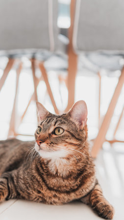 A little kitten eager to play with her ownerの写真素材