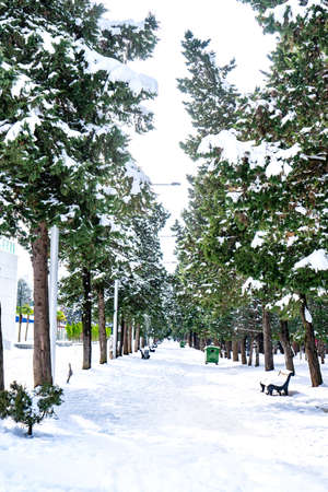 Snowfall covered road through a pine winter forest during the winterの写真素材