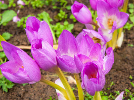 blooming flowers blossomed very beautifullyの写真素材