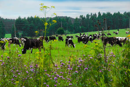 A herd of cows grazing on a green meadow with summer forest in the background.の写真素材
