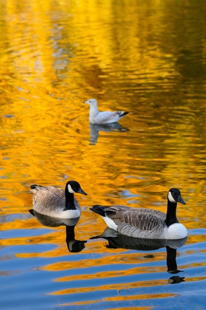 Geese park Angrignon Montrealの写真素材