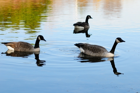 Geese park Angrignon Montrealの写真素材