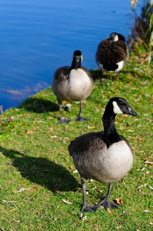 Ducks park Angrignon Montrealの写真素材