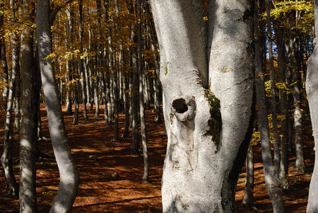 Autumn in the national park Abruzzo Lazio Moliseの写真素材