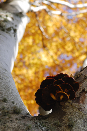 Autumn in the national park Abruzzo Lazio Moliseの写真素材