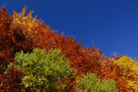 Autumn in the national park Abruzzo Lazio Moliseの写真素材