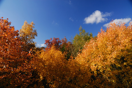 Autumn in the national park Abruzzo Lazio Moliseの写真素材