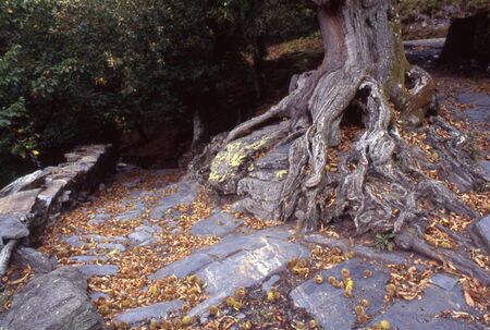 Forest of chestnut in Asturias, Spainの写真素材