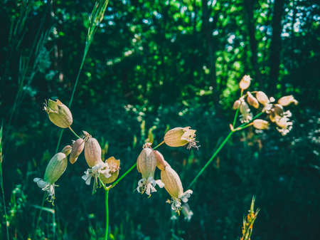 Flowers in the woods in June, morning lightの写真素材