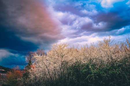 Blooming hawthorn plants at sunset, sky with stormy cloudsの写真素材