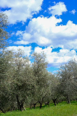 olive grove on the background of the blue sky with cloudsの写真素材