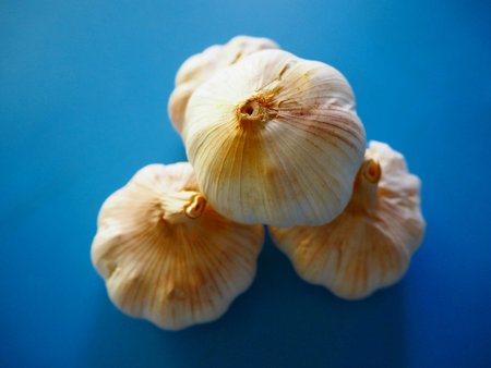 garlicの写真素材