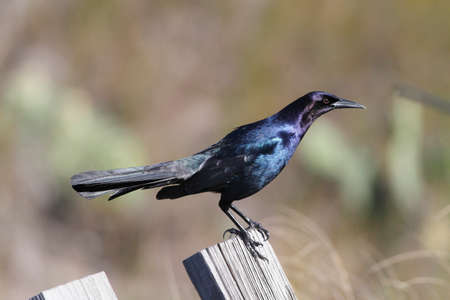 Grackleの写真素材