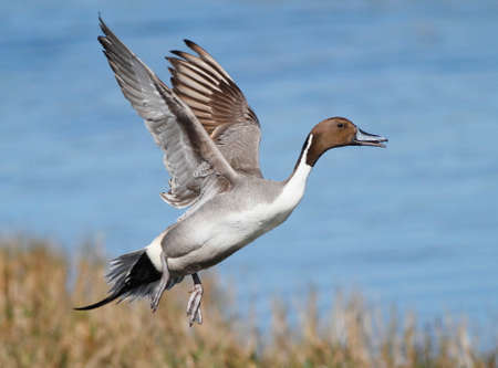 Pintail Duckの写真素材