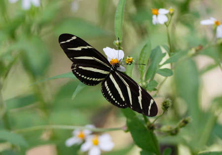 Butterflyの写真素材