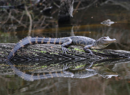 Alligatorの写真素材