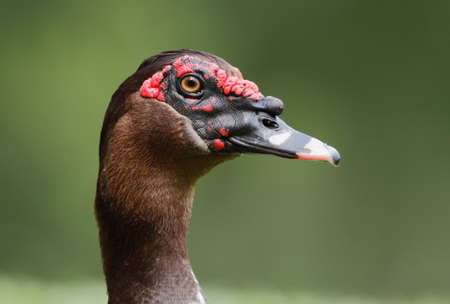 Muscovy Duckの写真素材
