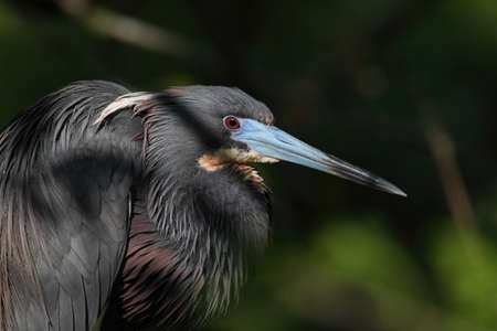 Tricolored Heronの写真素材