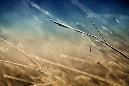 frosty grass