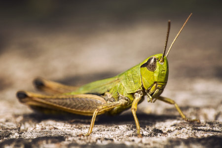 grasshopper detailの写真素材