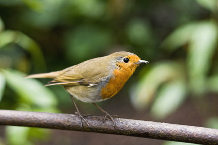 Robin on rod 