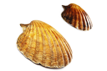 Isolated on white scallop  Closeup  Selective focus