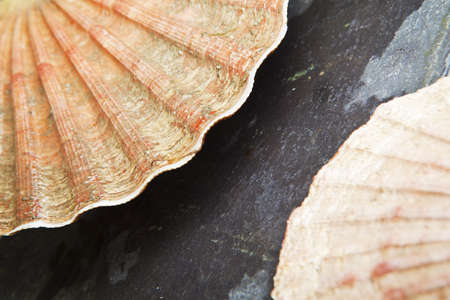 Wet scallop shells  Macro  Selective focusの写真素材