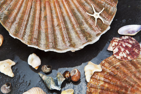 Various seashells on wet sea stone  Macro  Selective focus