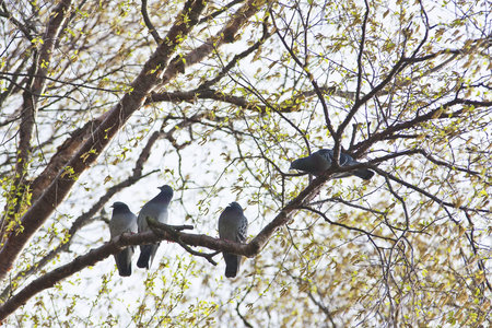 Grey Pigeons pearching together on the tree branch. Spring scene