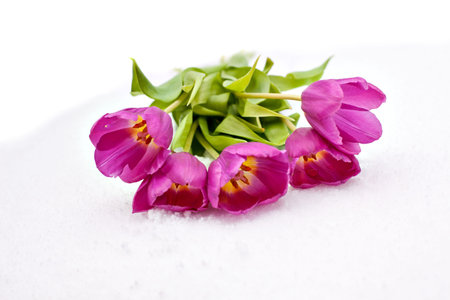 Five purple tulips laying on the snowの写真素材