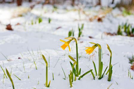 Bunch of yellow spring daffodils growing through the snow outdoorsの写真素材