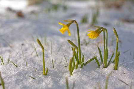 Bunch of yellow spring daffodils growing through the snow outdoorsの写真素材